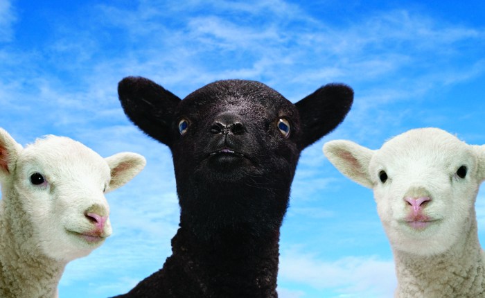 Bah Bah Black&nbsp;Sheep